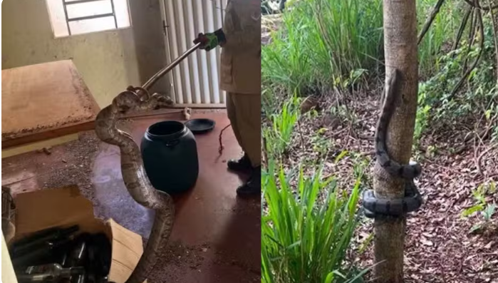 Jiboia de mais de 2 metros é encontrada em cozinha de residência em Quirinópolis