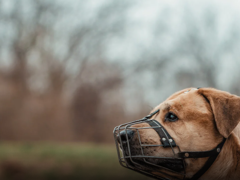 Anápolis pode tornar obrigatória o uso de focinheira para cães de grande porte em espaços públicos