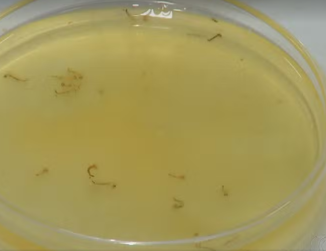 Estudantes de Itumbiara criam gel natural que elimina larvas da dengue em 36 minutos
