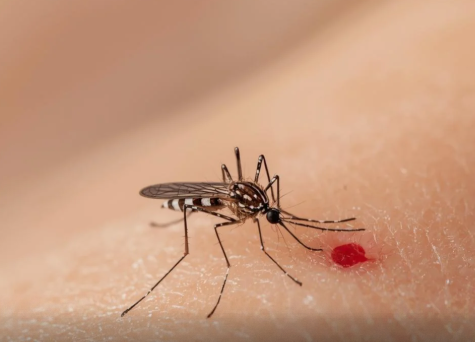 Goiânia registra mais de 27 mil casos de dengue em 2025 e reforça combate ao Aedes aegypti