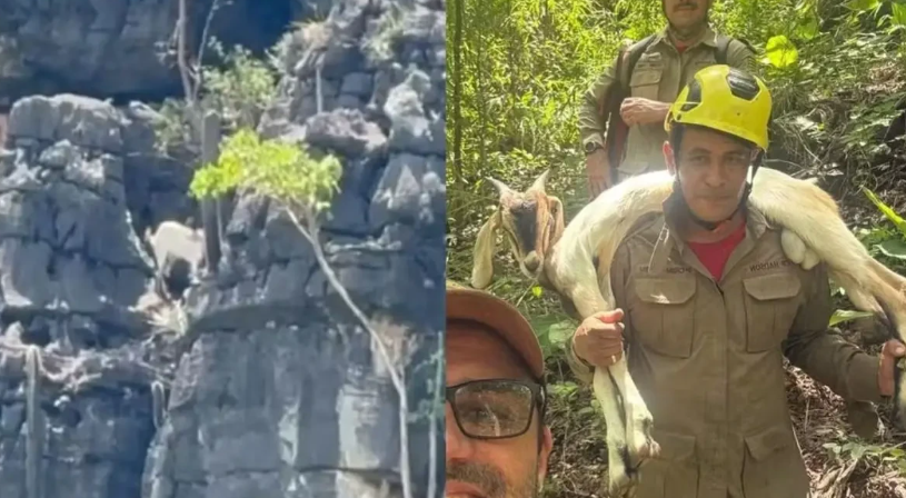 Bode é resgatado após ficar cinco dias preso em desfiladeiro em São Domingos de Goiás