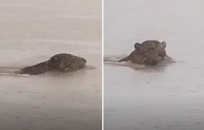 Onça-pintada é flagrada atravessando o Rio Araguaia em Aruanã