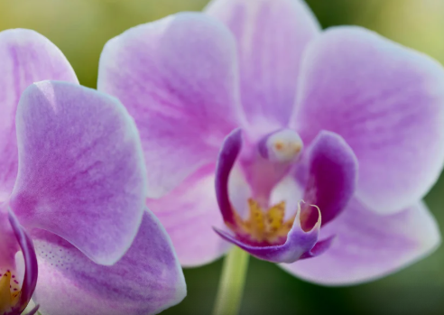 Curso sobre cultivo de orquídeas será realizado em Goiânia com foco em adubação