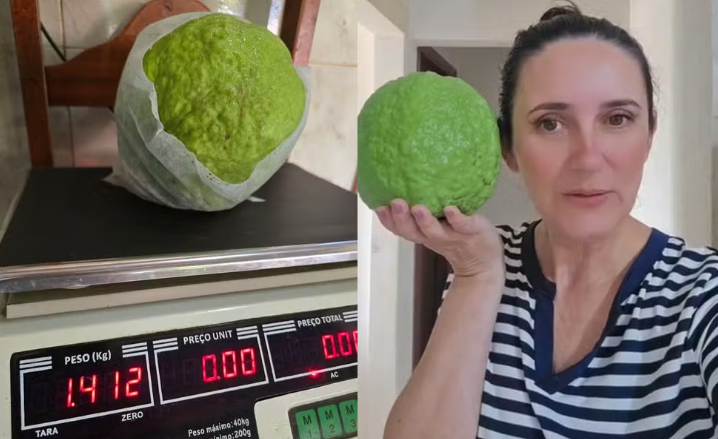 Goiaba de 1,4 kg colhida em Vianópolis quase bate recorde mundial e impressiona moradores