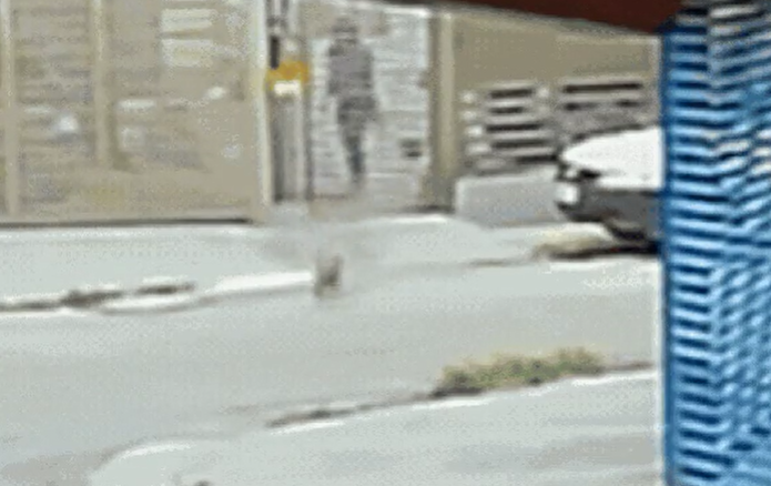 Cachorro comunitário sofre queimaduras após ataque em Goiânia