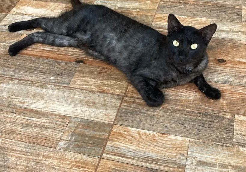 Goiânia recebe feira de adoção com mais de 30 animais