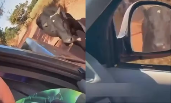 Homem é investigado após arrastar boi com caminhonete e divulgar vídeo nas redes