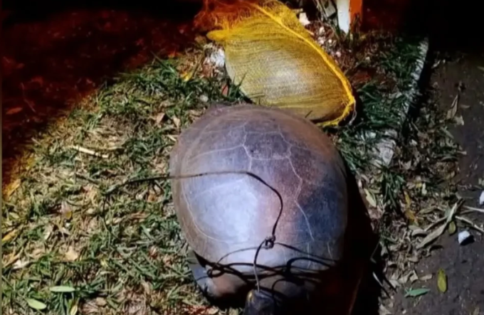 Duas tartarugas são encontradas mortas com sinais de violência em lago de Jataí
