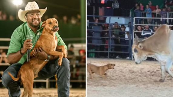 Caramelo que enfrentou touro em rodeio é adotado e ganha novo nome