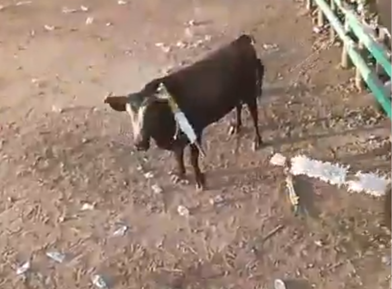 Mundo