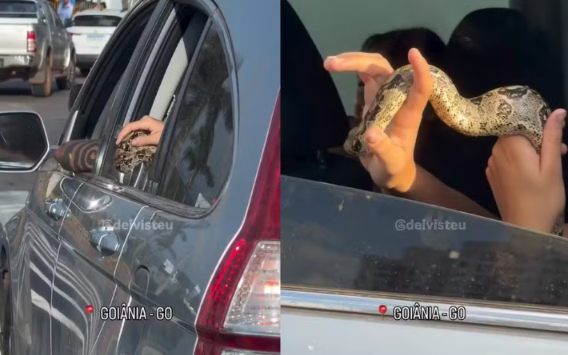 Jiboia é flagrada dentro de carro durante trânsito em Goiânia