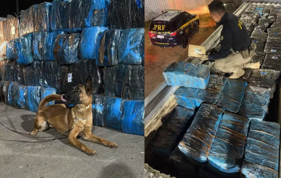 PRF apreende 3,7 toneladas de skunk em Cristalina