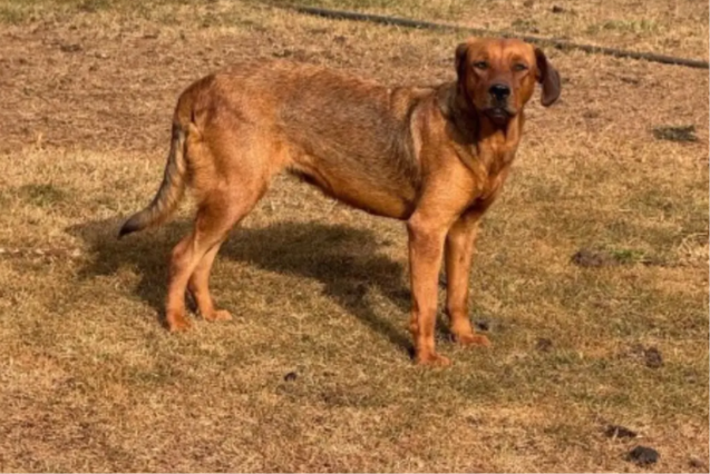 Rio Verde lança plataforma com 50 cães e gatos para adoção