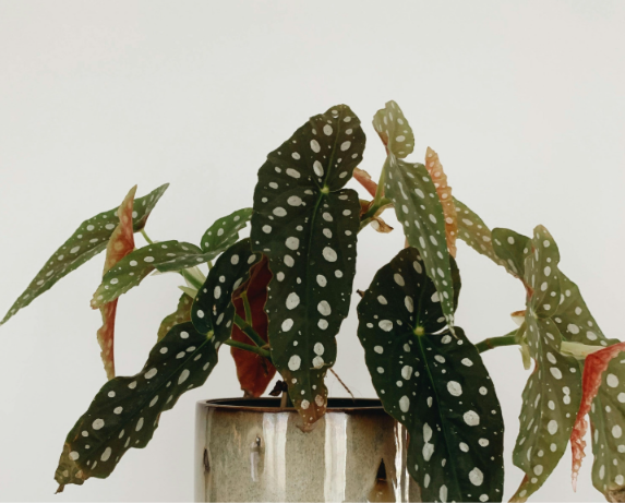 Aparecida de Goiânia recebe bazar de plantas neste fim de semana 