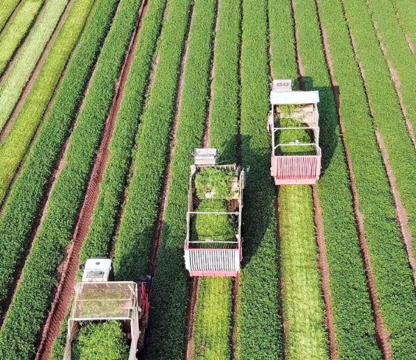 Goiás