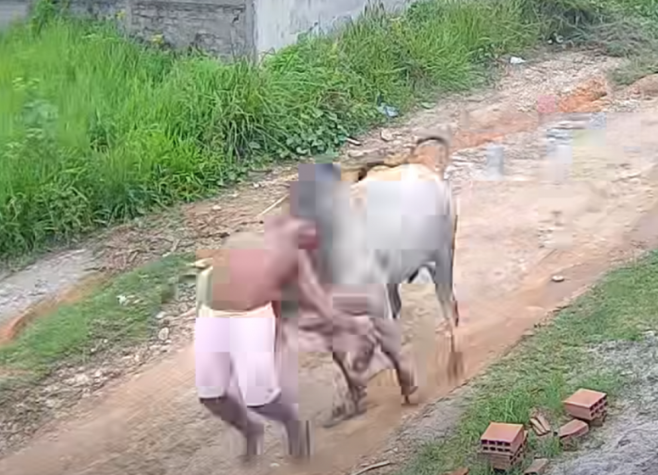 Homem é atingido por boi solto e arremessado em rua de Pernambuco; confira o vídeo