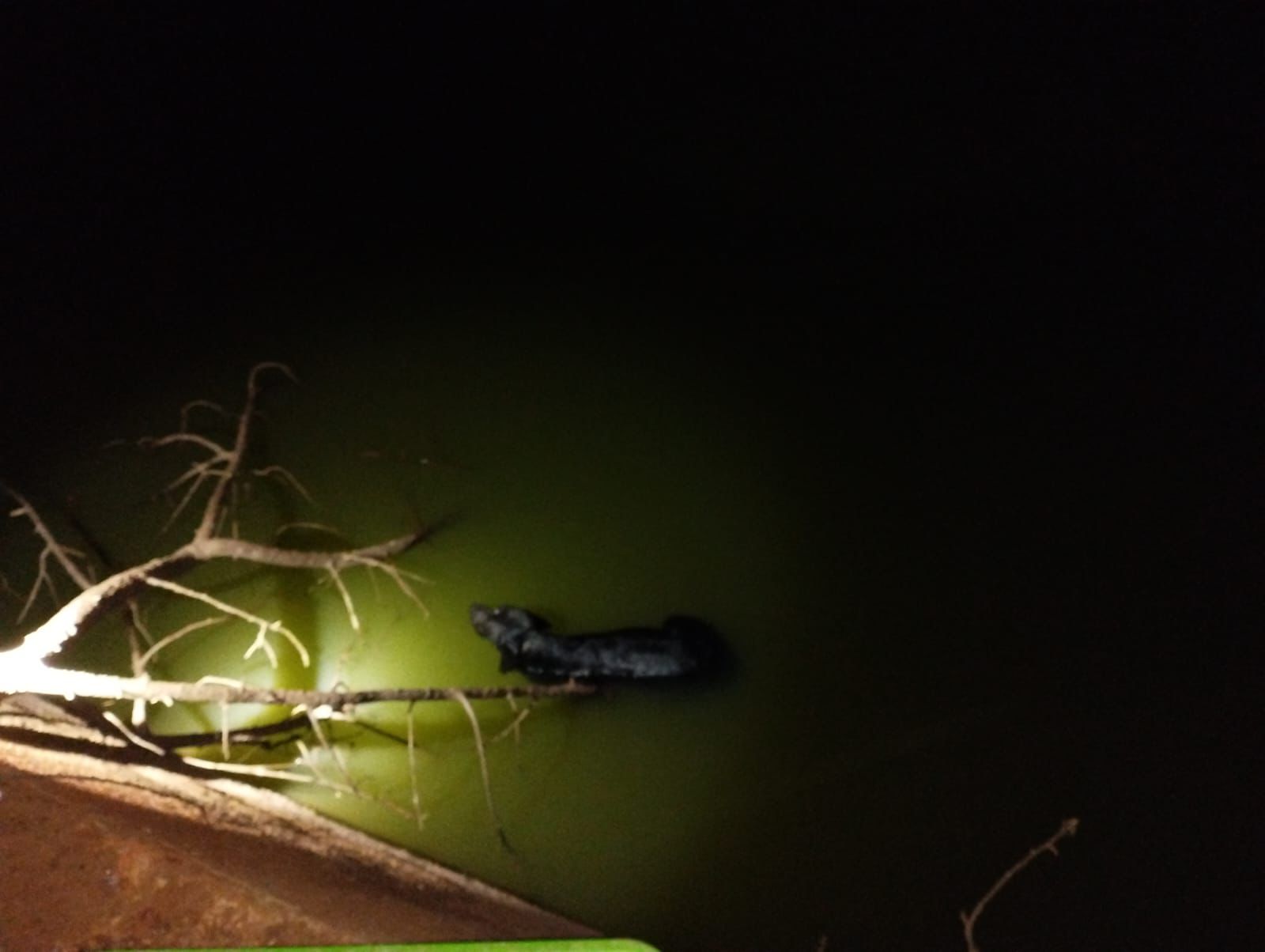 PRF resgata cachorro que se afogava em represa às margens da BR-364, em Jataí 