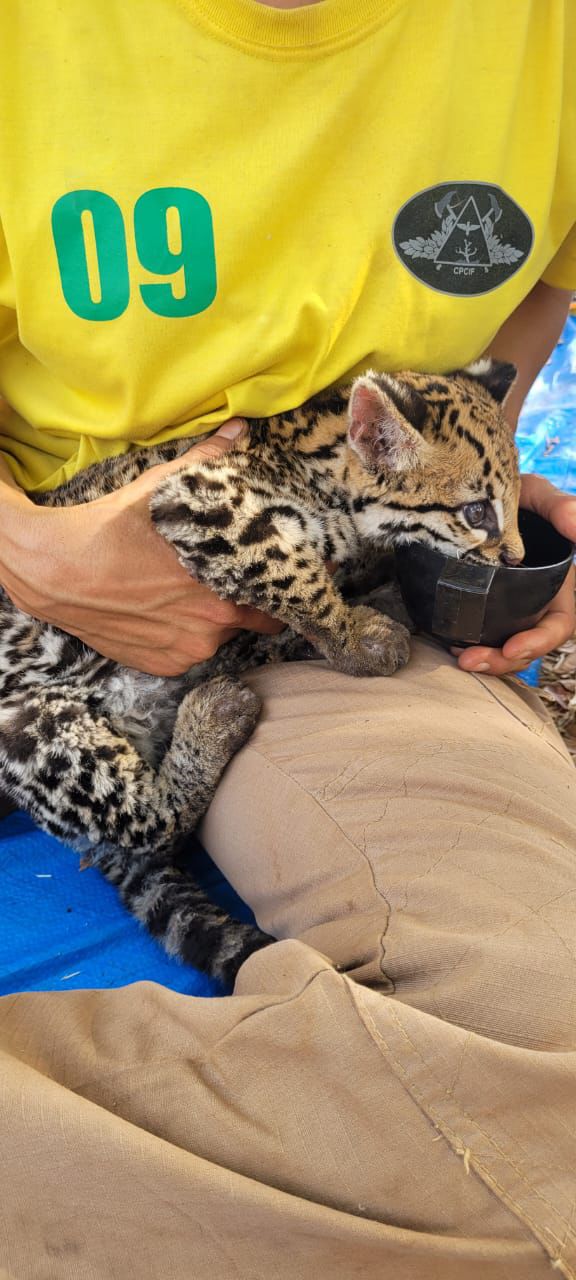 Filhote de jaguatirica com patas queimadas é resgatado na Serra Dourada