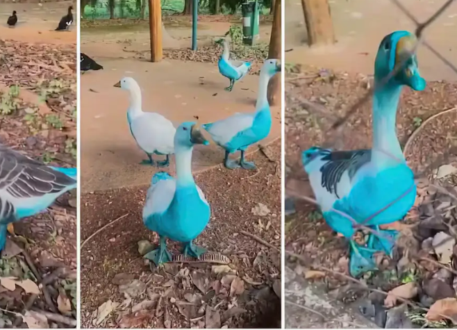 Brasil