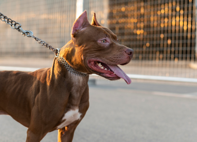 Criança tem nádega mordida por Pitbull em parque e responsável é detido pela PM em Rio Verde