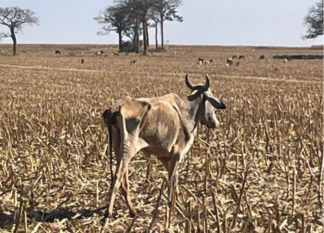 Mais de 80 cabeças de gado morrem de fome em fazenda de Santa Helena de Goiás