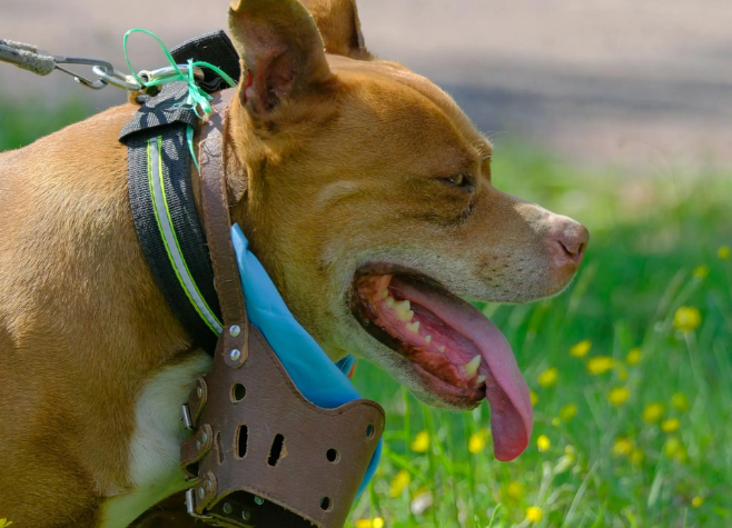 Projeto quer tornar obrigatório o uso de focinheira para pitbulls e raças semelhantes em Goiás
