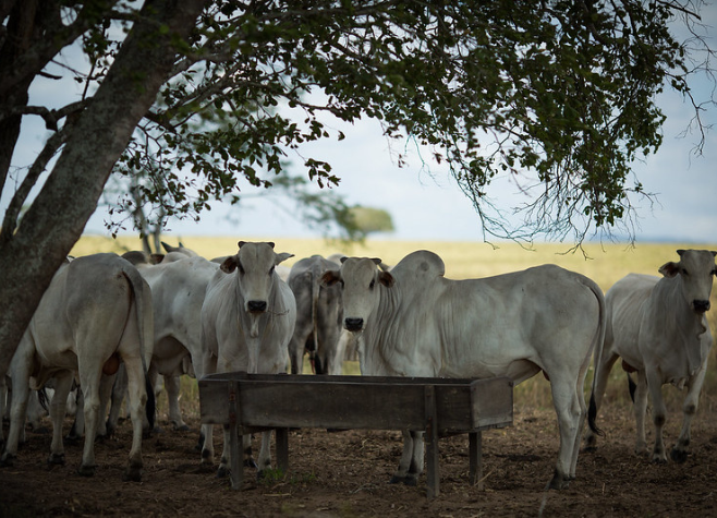 LEVANTAMENTO DA AGRODEFESA APONTA PARA 22,7 MI DE CABEÇAS DE GADO EM GOIÁS