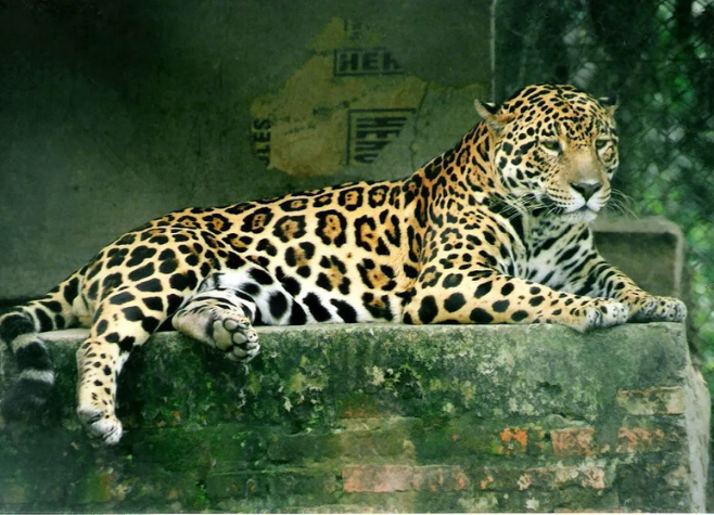 Trabalhador é atacado por onça-pintada no Pantanal