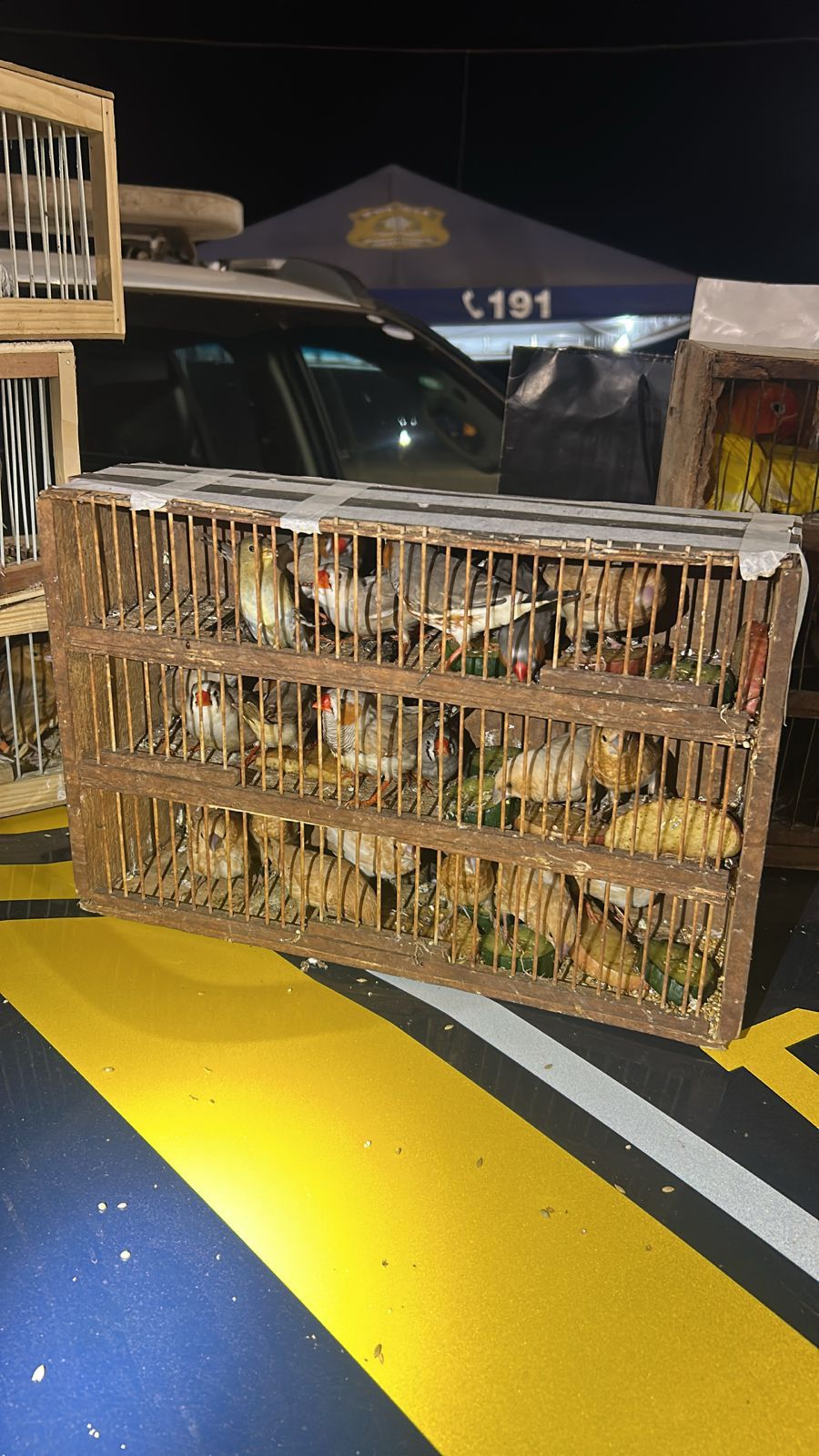 Idoso é flagrado com 70 aves escondidas em sacolas dentro de ônibus na BR-153 