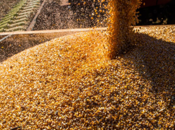 Governo Lula lança Plano Safra da Agricultura Familiar com R$ 85,2 bilhões em crédito para pequenos produtores