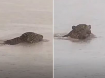 Onça-pintada é flagrada atravessando o Rio Araguaia em Aruanã