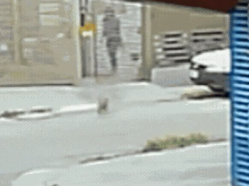 Cachorro comunitário sofre queimaduras após ataque em Goiânia