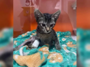 Psicólogo é condenado a 9 anos por morte de 17 gatos