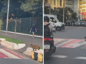 Macaco espera carros e atravessa na faixa em Goiânia