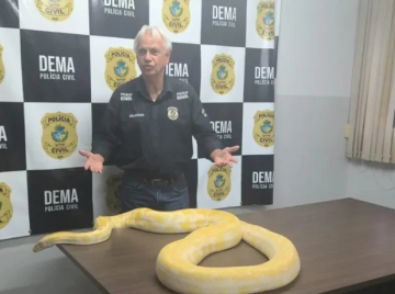 Píton filmada em rua fugiu antes de apresentação, diz polícia