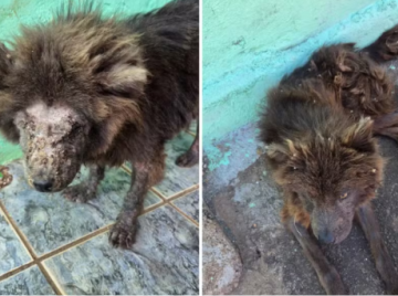 Mulher é presa após cães serem achados sem água e comida em Goiânia