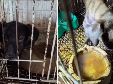 Operação resgata 23 animais e prende responsáveis por pet shop em Goiânia