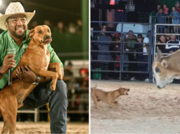 Caramelo que enfrentou touro em rodeio é adotado e ganha novo nome