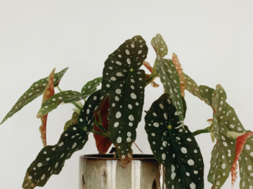 Aparecida de Goiânia recebe bazar de plantas neste fim de semana 