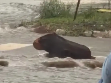 Motorista confunde tronco com capivara durante chuva em Goiânia
