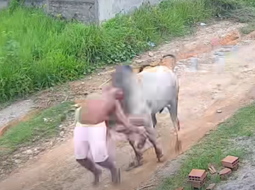 Homem é atingido por boi solto e arremessado em rua de Pernambuco; confira o vídeo