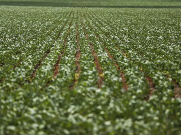 Sem acordo: governo e bancada ruralista mantêm impasse sobre renegociação de dívidas do agro