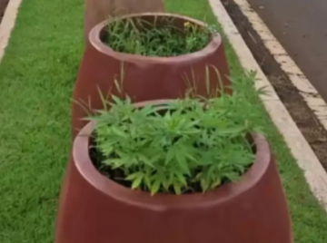 Pés de maconha são encontrados em canteiro central de avenida movimentada em Jataí