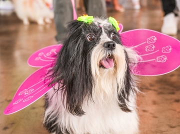 Carnaval pet reúne desfile de fantasias e feira de adoção em Aparecida de Goiânia