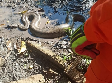 Sucuri de 3,5 metros é capturada em casa de Itumbiara