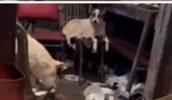 Agentes resgatam idoso de 81 anos vivendo em condições insalubres em Anápolis