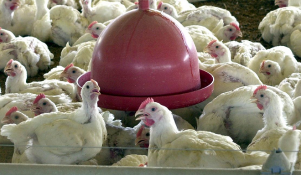 Agrodefesa reforça combate à gripe aviária com investigação de novos casos em Goiás