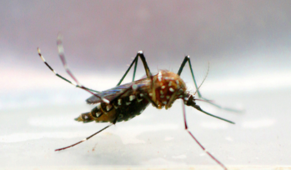 Caldas Novas decreta calamidade pública após avanço da dengue e lotação no hospital municipal