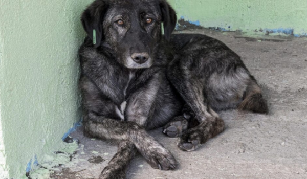 Câmara de SP aprova projeto que proíbe acorrentamento cruel de cães e gatos
