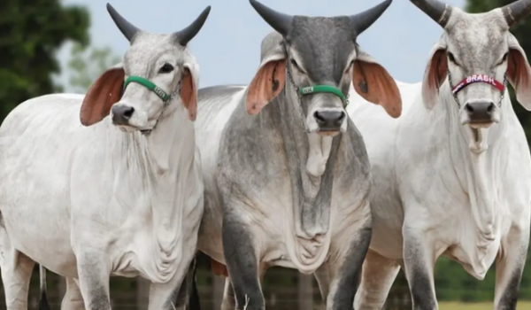 Brasil bate recorde no abate de gado e assume liderança mundial na produção de carne bovina